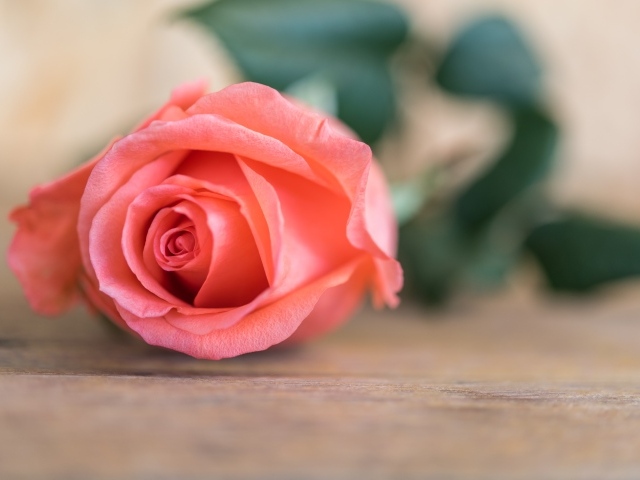 Розовая роза  лежит на деревянном столе 