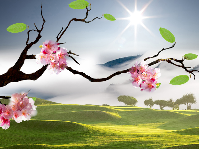 Розовые цветы сакуры на ветке в лучах яркого солнца