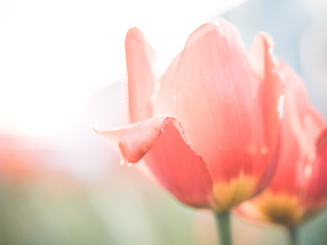 Розовые цветы тюльпана крупным планом на клумбе весной