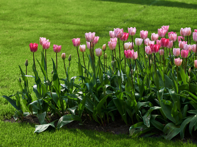 Розовые тюльпаны на клумбе у газона