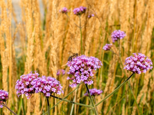 Розовые цветы вербена с колосками в поле