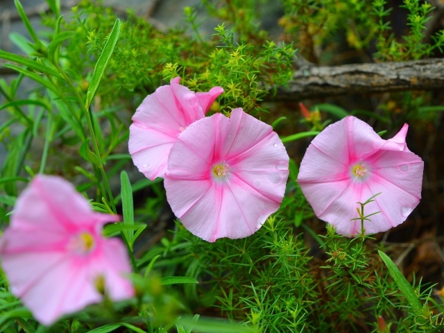 Розовые полевые цветы в зеленой траве