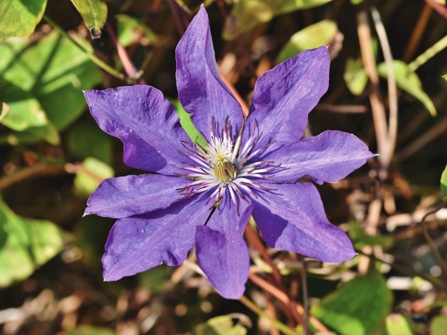 Фиолетовый цветок клематиса в лучах солнца 