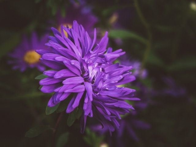 Фиолетовый цветок астры на клумбе 