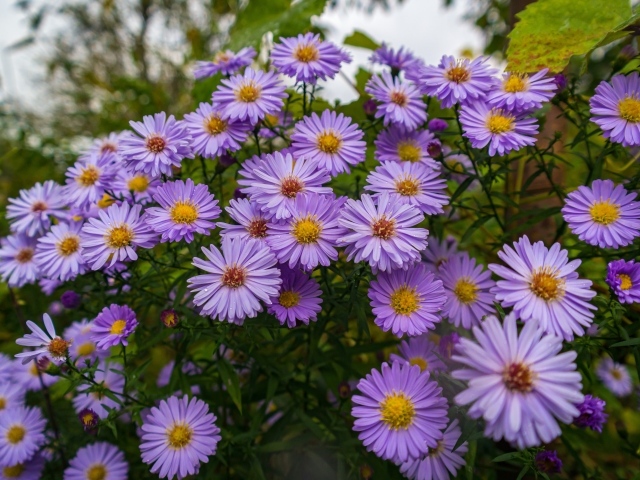 Фиолетовые цветы сентябринка на клумбе осенью 