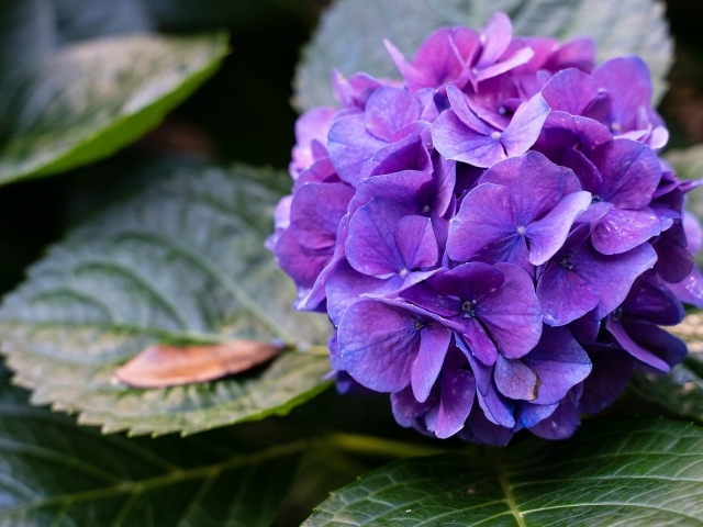 Фиолетовая гортензия в зеленых листьях 