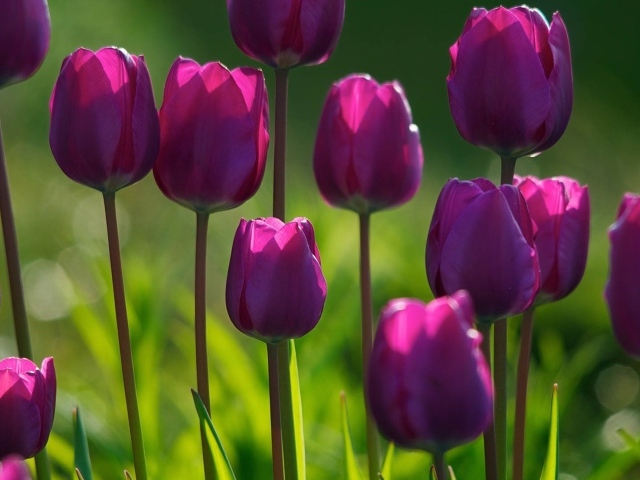 Фиолетовые тюльпаны на клумбе в лучах солнца