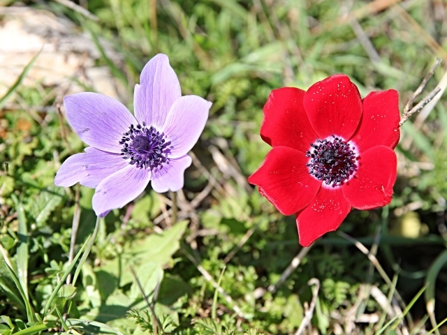 Красный и сиреневый цветок анемоны в траве
