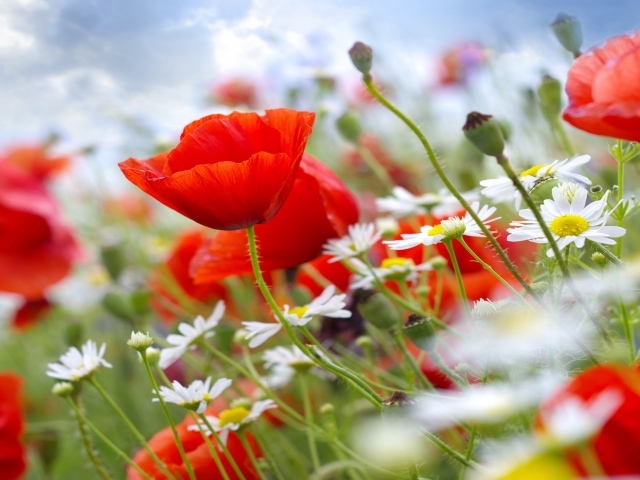 Красные полевые маки с белыми ромашками на поле 