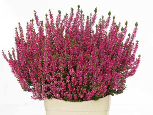 Красные цветы вереск в вазе на белом фоне