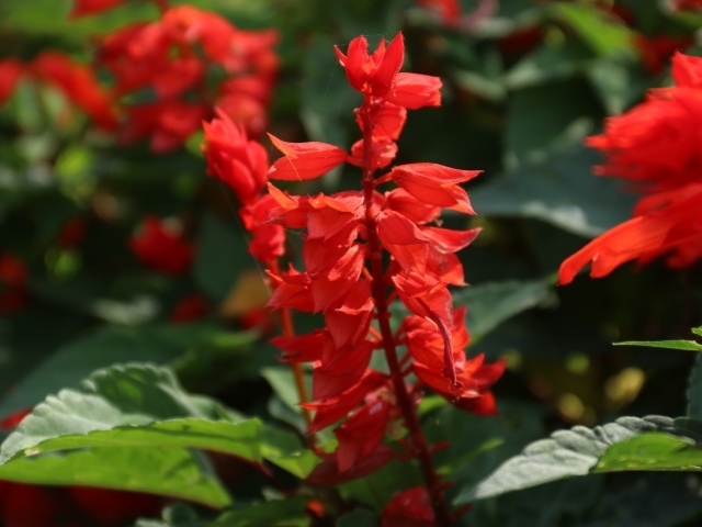 Красные садовые цветы сальвия крупным планом