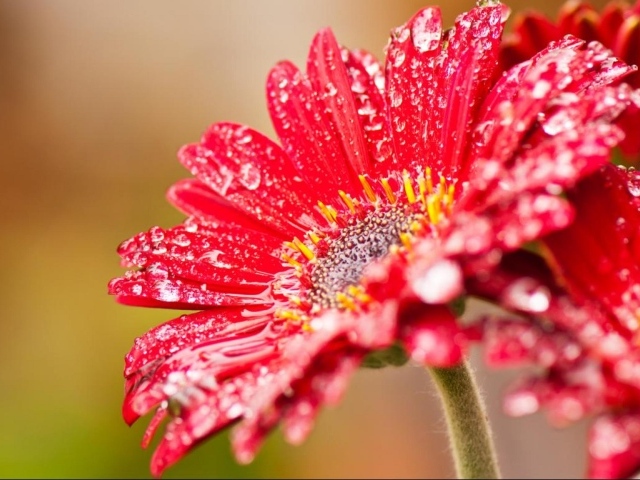 Красный цветок герберы с мокрыми лепестками