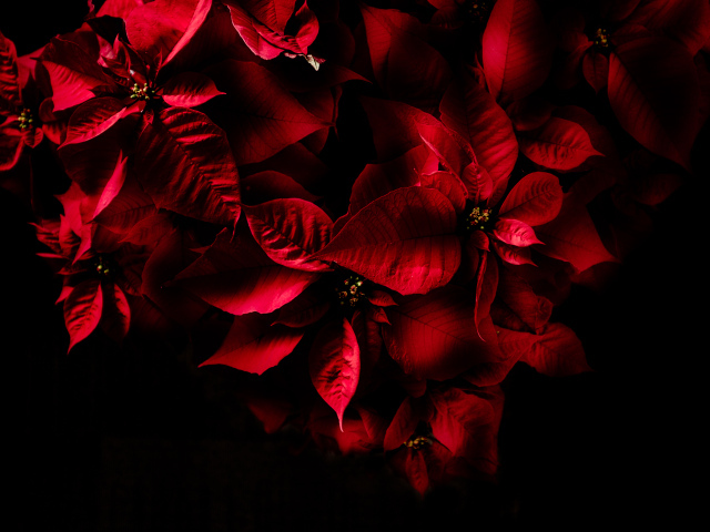 Красные листья комнатного молочая на черном фоне 