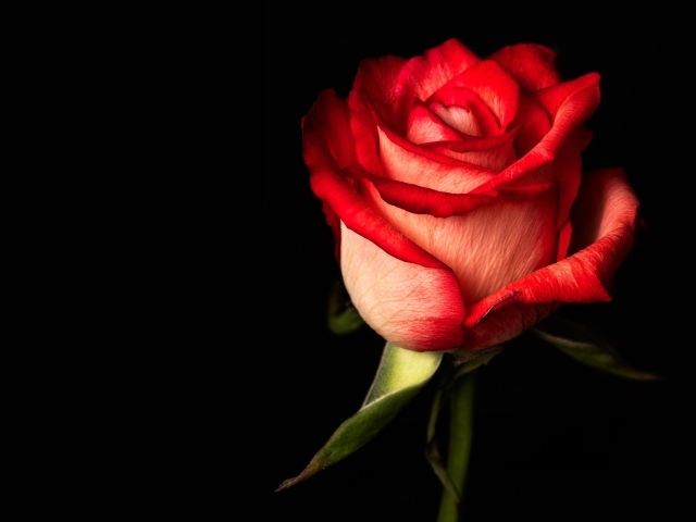 Красная одинокая роза на черном фоне