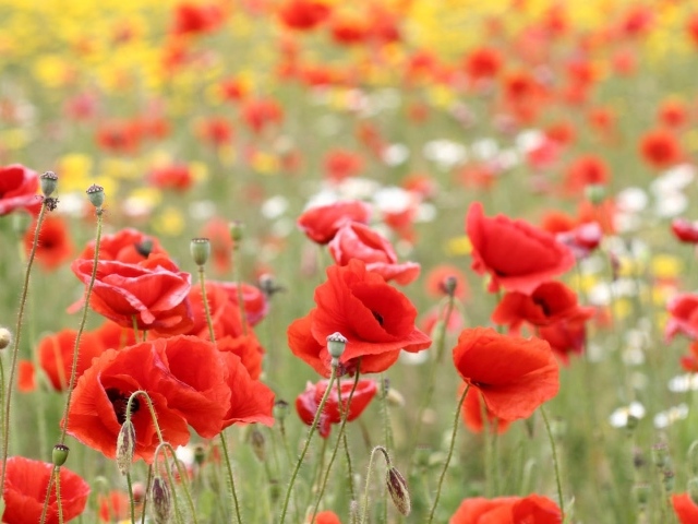 Красные маки в поле летним днем