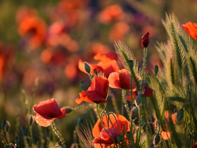 Красные маки с зелеными колосками в лучах солнца