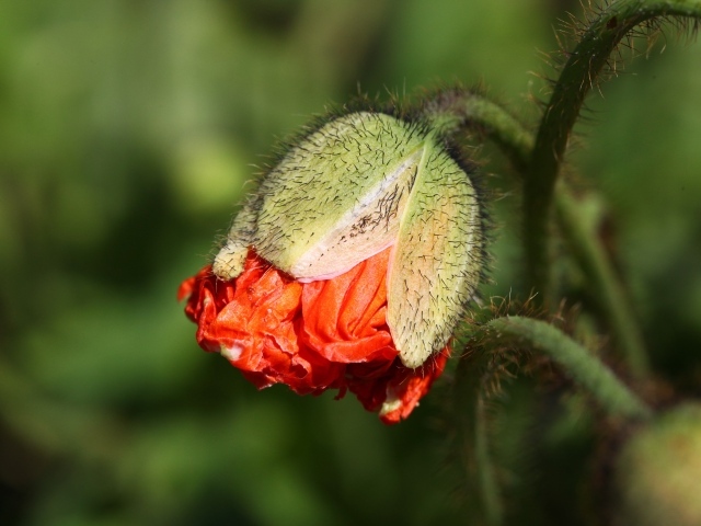 Бутон красного мака в лучах солнца