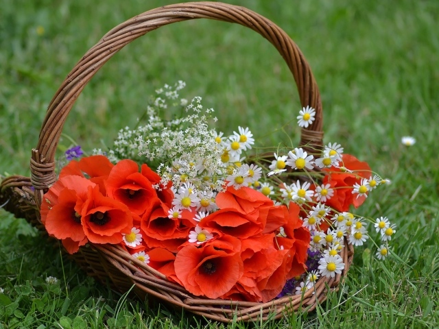 Красные цветы мака в корзине с полевыми ромашками 