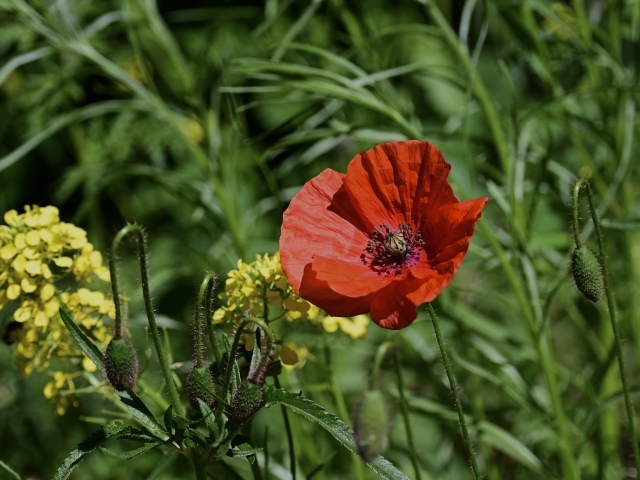 Красный мак с бутонами и полевой травой в лучах солнца