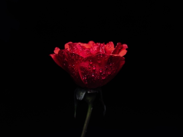 Красная роза в каплях росы на черном фоне