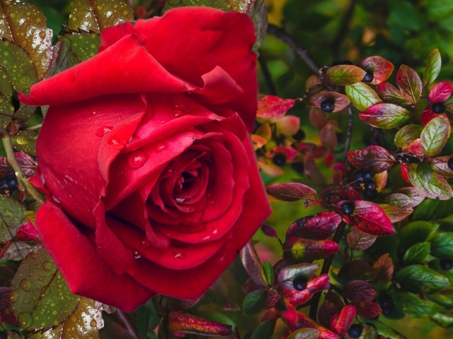 Красная роза в каплях дождя с черными ягодами