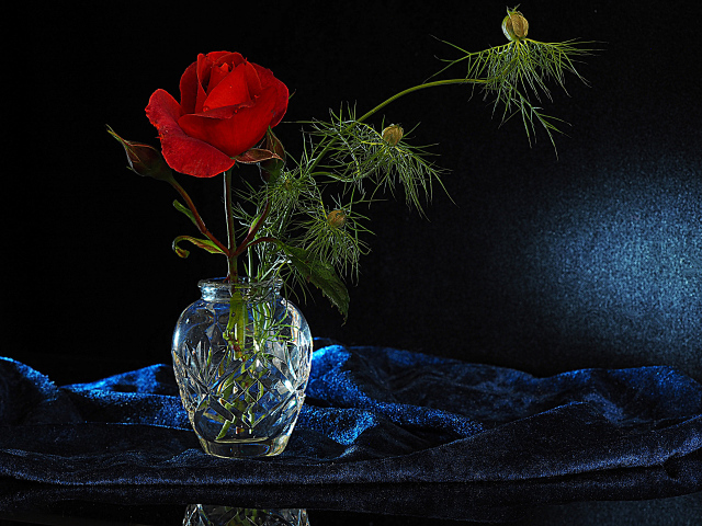 Красная роза с бутонами в стеклянной вазе на черном фоне