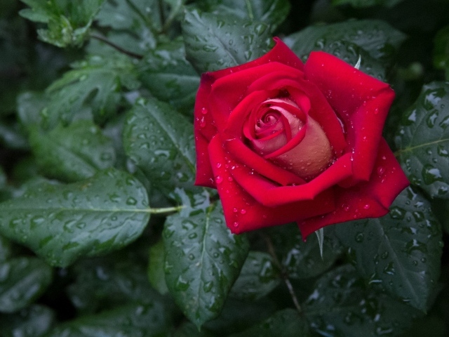 Красная роза с зелеными листьями в каплях дождя 