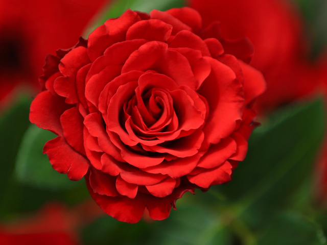 Красная роза с лепестками крупным планом 