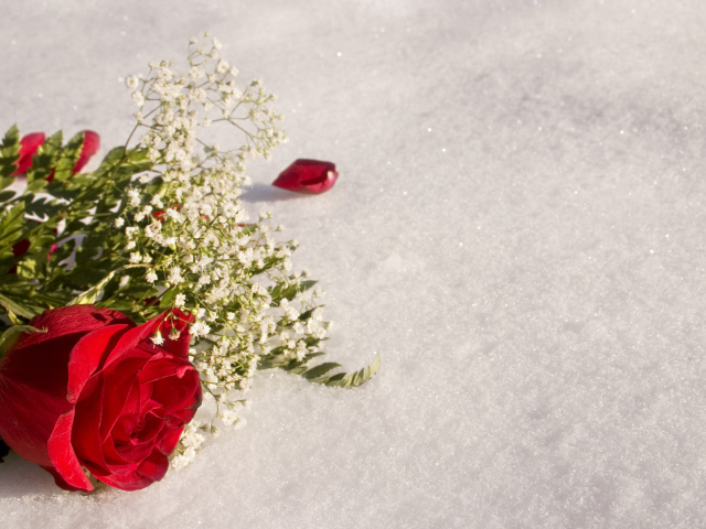 Красная роза с белыми цветами на снегу