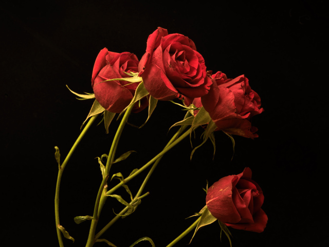 Красные маленькие розы на черном фоне