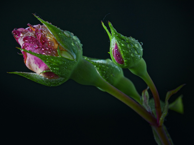 Бутоны розы в каплях воды на черном фоне