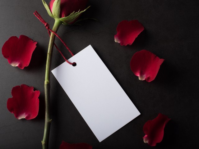 Лист бумаги, роза и лепестки на сером фоне