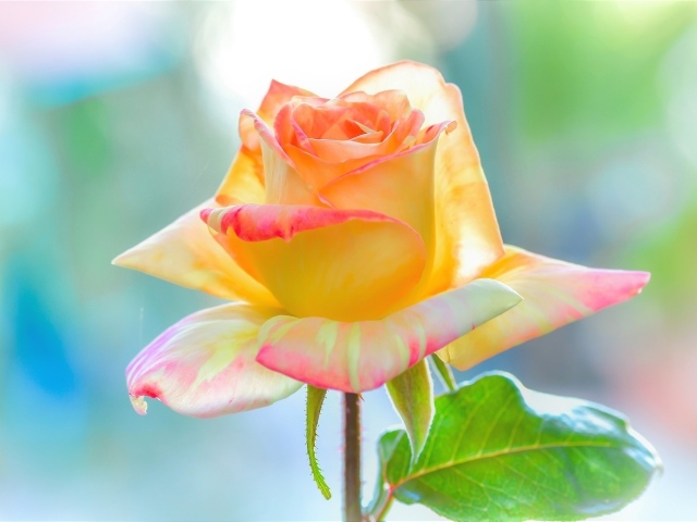 Нежная красивая роза с лепестками крупным планом