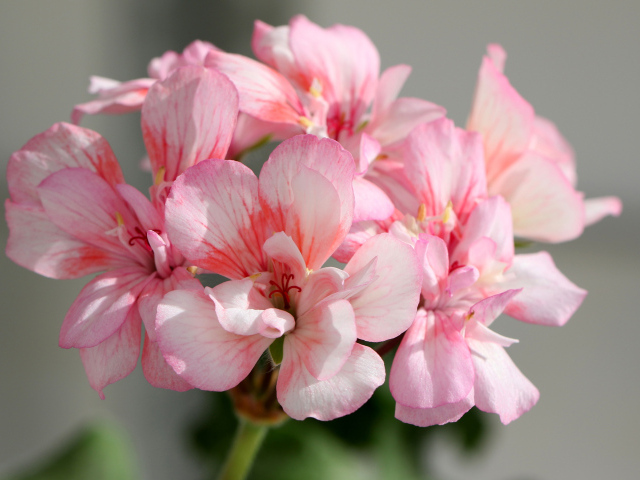 Нежные розовые цветы герани крупным планом