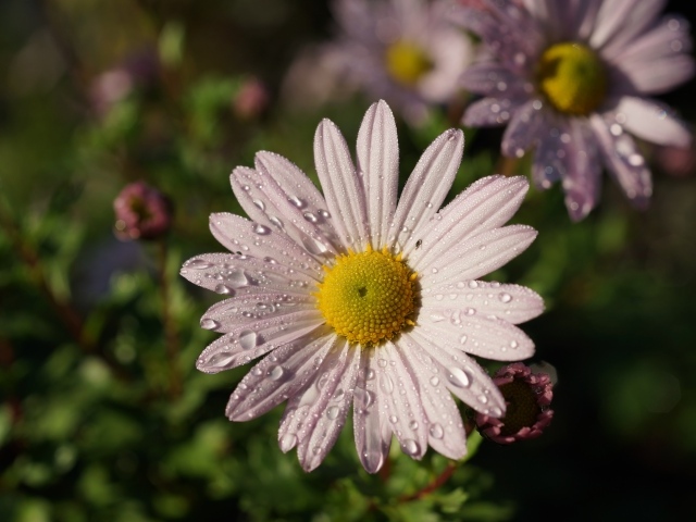 Нежная белая ромашка с каплями росы на лепестках