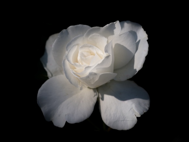 Нежная белая роза на черном фоне крупным планом