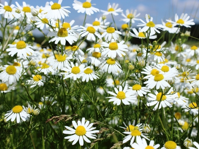 Нежные белые полевые ромашки крупным планом