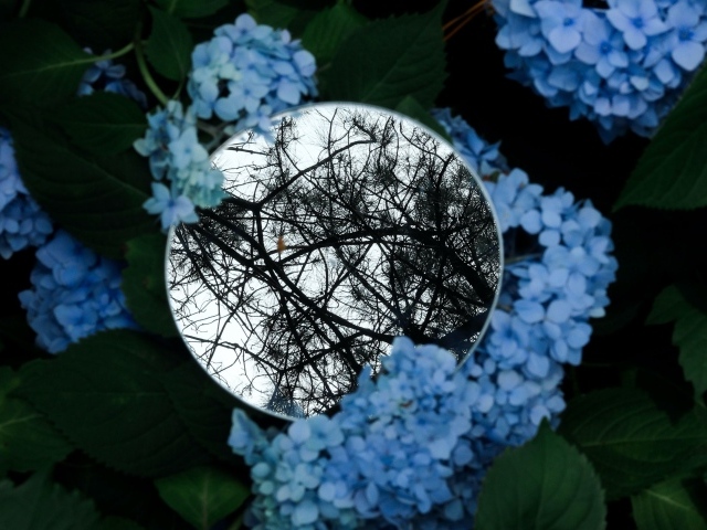 Зеркало лежит на цветах синей гортензии 