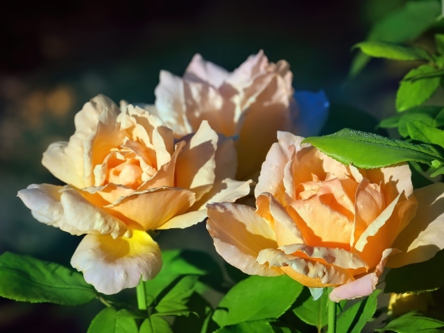 Три розовые розы в лучах солнца на клумбе 