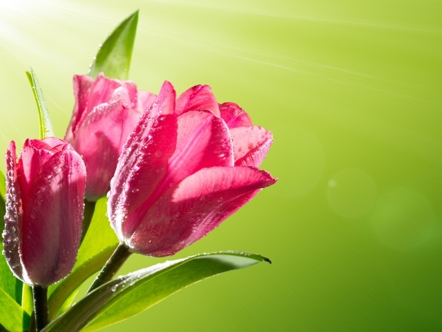 Три розовых тюльпана в каплях росы на зеленом фоне