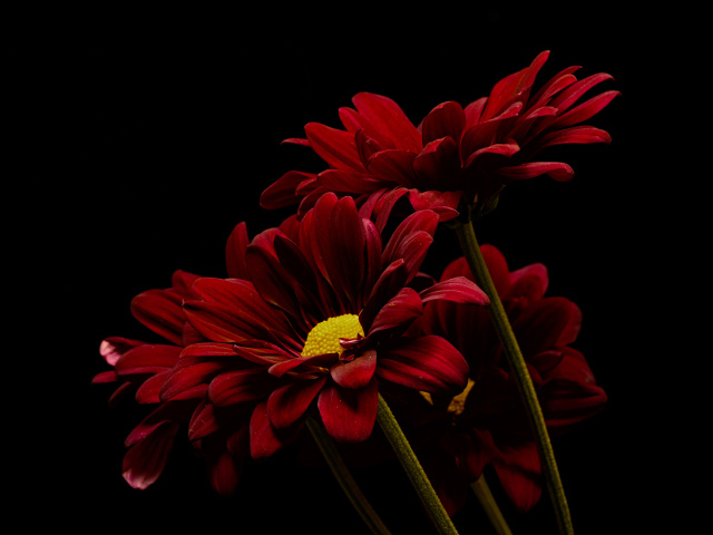 Три красные хризантемы на черном фоне