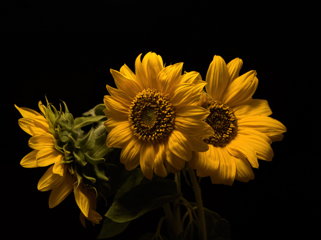 Три желтых цветка подсолнуха на черном фоне