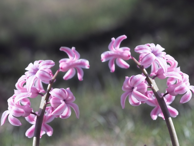 Два розовых цветка гиацинта в лучах солнца 