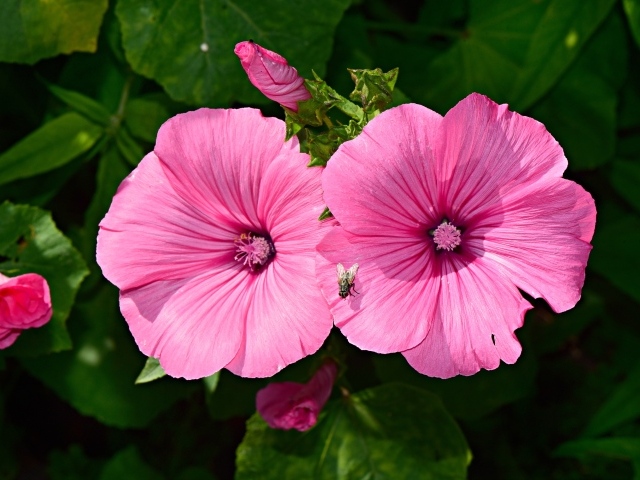 Два розовых цветка мальвы с бутонами в саду 