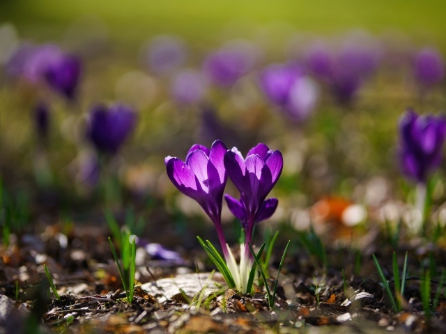 Два фиолетовых цветка крокуса в лучах солнца 