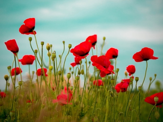 Пестрые красные маки на поле вечером