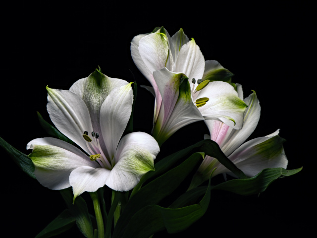 Белые цветы альстромерия с зелеными листьями на черном фоне