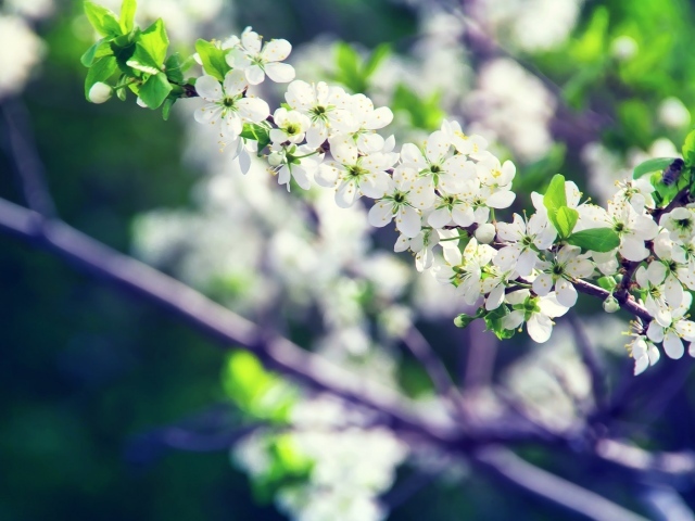 Белые цветы вишни на ветке крупным планом 