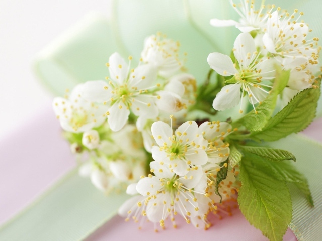 Белые цветы черешни с зелеными листьями на столе с лентой