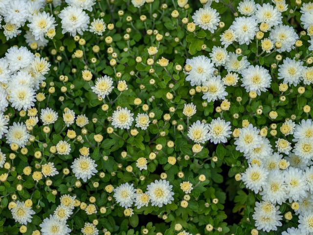 Белые хризантемы с бутонами на клумбе